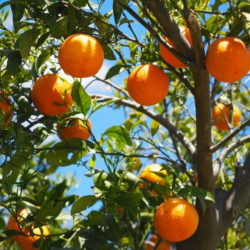 Justiça de Limeira reconhece indulto a condenado por estelionato em compra de laranja