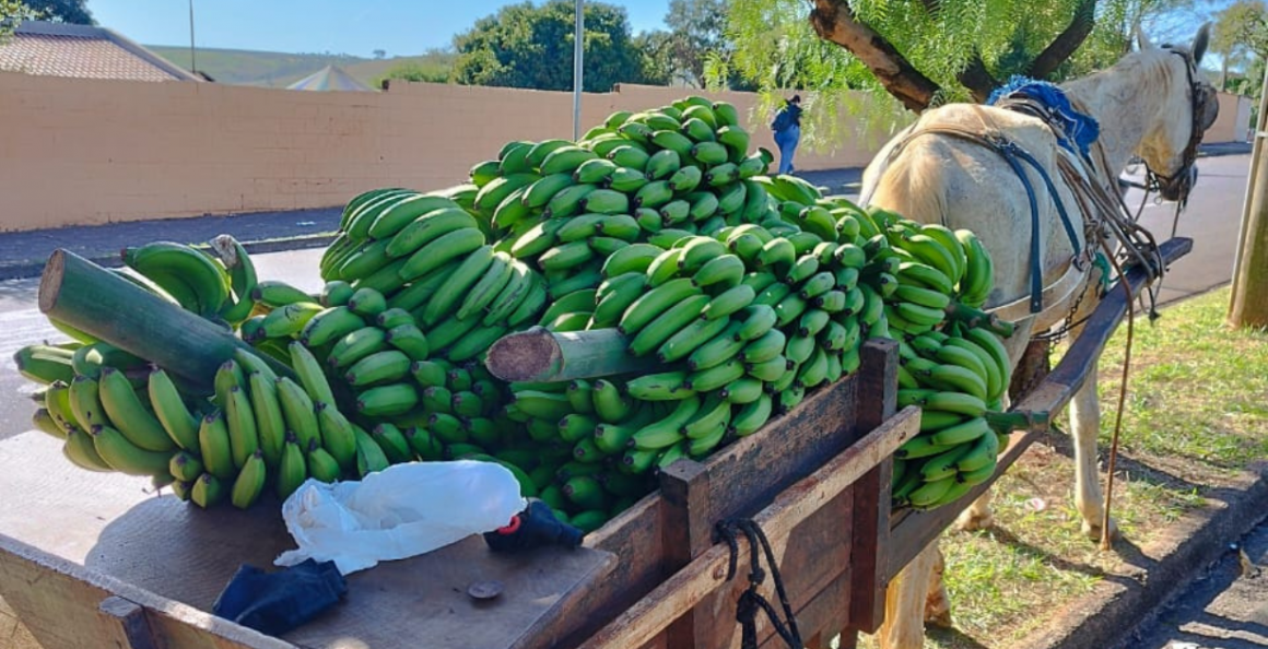 Tribunal vê ação ilegal da GCM e absolve acusados de furtar cachos de banana em Limeira