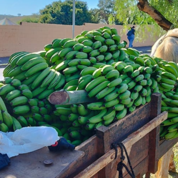 Justiça de Limeira decreta prisão preventiva de 2 por furto de cachos de bananas