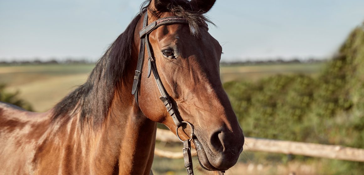 Atropelamento de cavalo em Limeira acaba em indenizações de R$ 58 mil