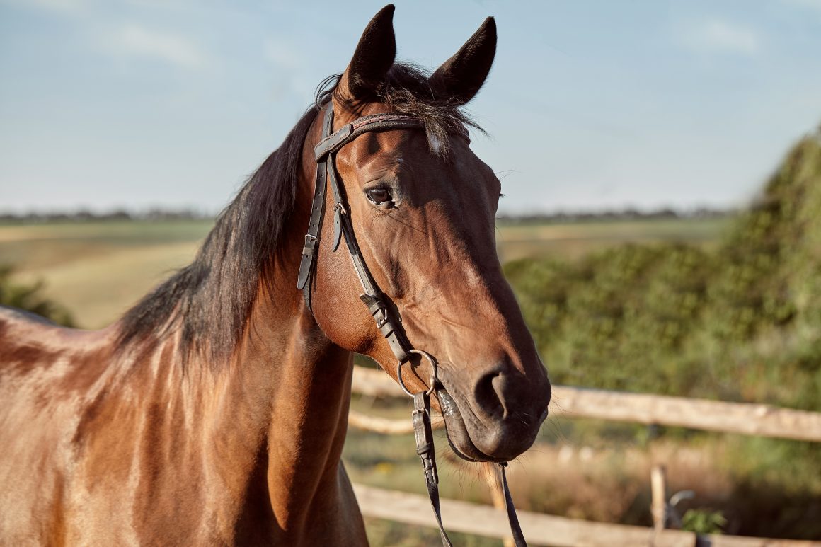Vara de crimes tributários promove leilão de cavalos de raça apreendidos