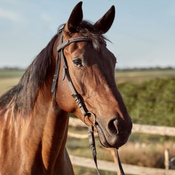 Atropelamento de cavalo em Limeira acaba em indenizações de R$ 58 mil