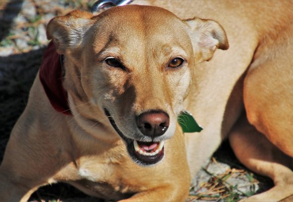 Moradora vai à Justiça contra multa que condomínio aplicou pelos latidos de cão