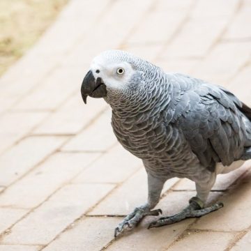 Emergência de gripe aviária leva Justiça Federal de Limeira a impedir comércio de papagaio cinza-africano