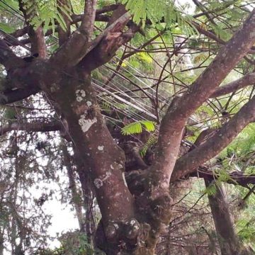 Justiça manda Prefeitura de Limeira vistoriar árvores de condomínio vítima de “apagões”