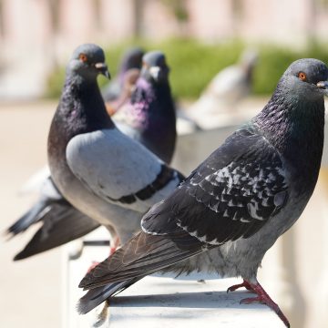 Empresa que permitiu presença de pombos no refeitório é condenada por dano moral