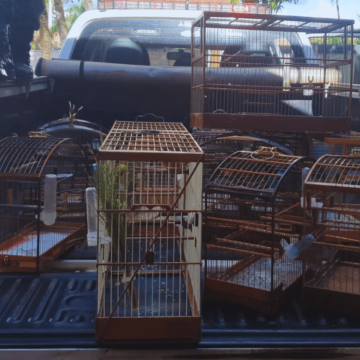 Torneio clandestino de canto de pássaros em Limeira acaba em R$ 33 mil de multas